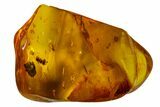 Fossil Flies, Mites And A Partial Centipede In Baltic Amber #163488-4